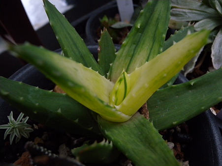 Aloe HOTARU NO HIKARI