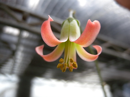 Flower of Cotyledon