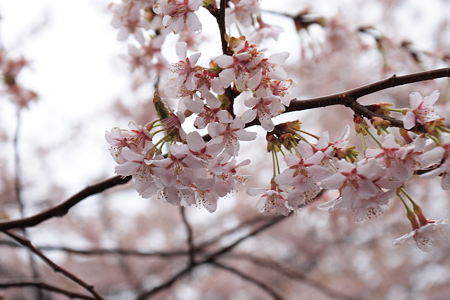 久保桜