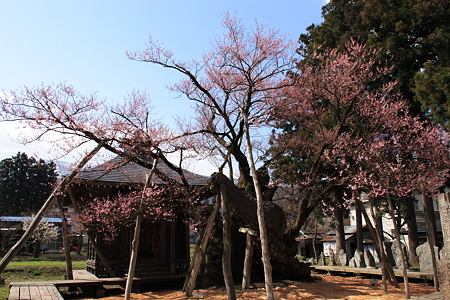 薬師桜