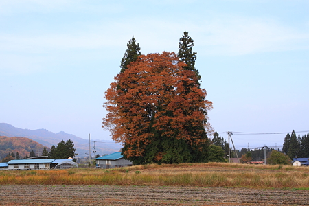 トトロの木　米沢市季山