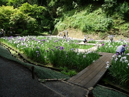 100615-明月院裏庭園-58