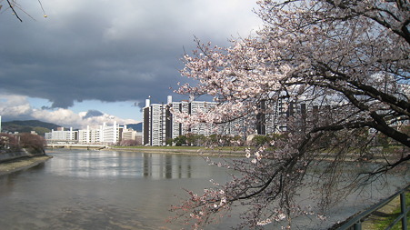 sakura