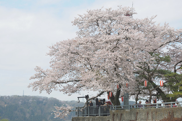 羽村堰の桜 写真共有サイト フォト蔵