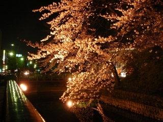 夜桜