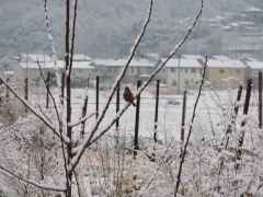 つぐみ
