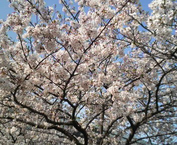 桜