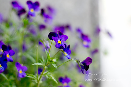 NEX-5 FD50 F1.4