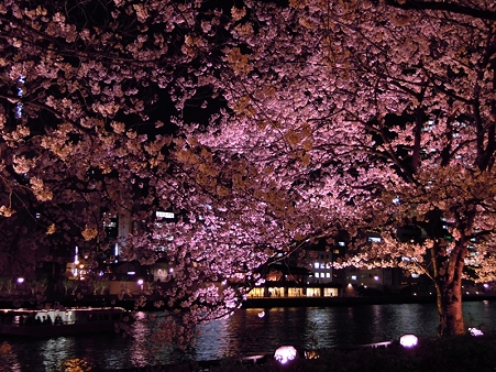 夜桜2010_19