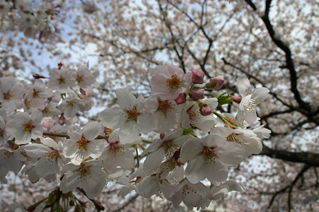 宿河原の桜 102