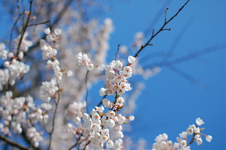 桜の花