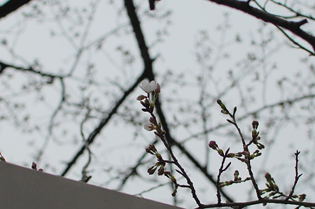 桜が咲いてきた