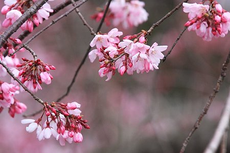 2010.03.29　和泉川　枝垂桜