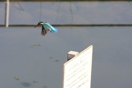 2010.03.31 和泉川 カワセミ 飛翔
