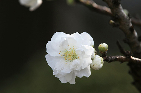 2010.03.31 和泉川 ハナモモ