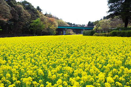 2010.04.10　追分市民の森　菜の花絨毯