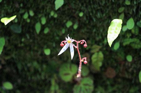 2010.06.01 建長寺 ユキノシタ