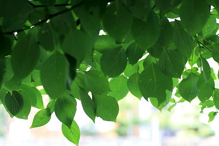 2010.08.27　和泉川　木陰