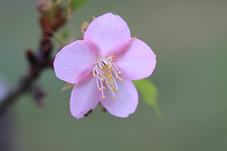 2010.11.07 和泉川 桜