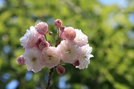 2011.04.20　和泉川　八重桜　緑を背景に
