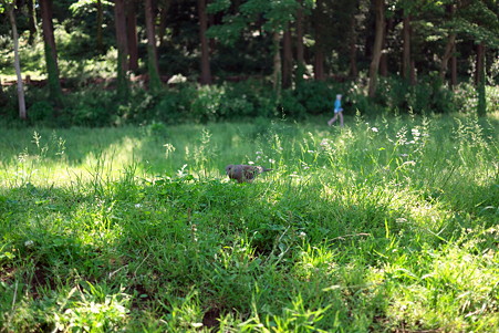 2011.05.19　和泉川　キジバト