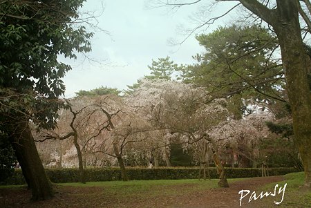 しだれ桜・・24 京都御苑 2010