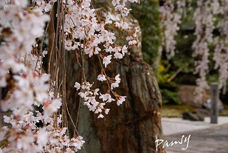 しだれ桜・・本満寺5