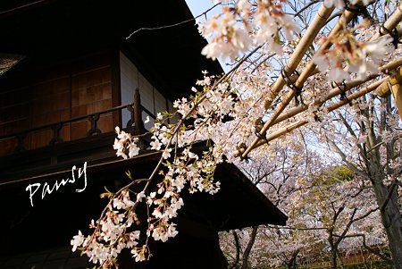 桜と・・傍花閣・・渉成園・・7