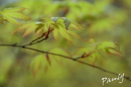 momiji..