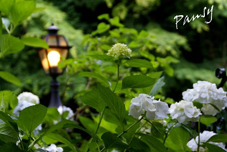 灯りと・・紫陽花・・