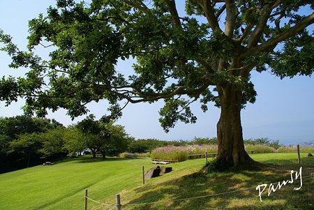 樹のある風景・・2