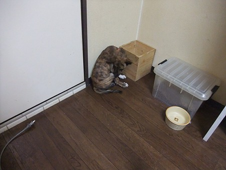 隅っこがお好き