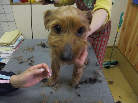 Dog'smileさんとこののヨーキーちゃんもあと少し