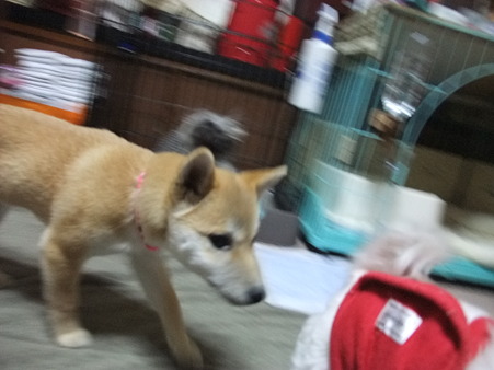あずきちゃん