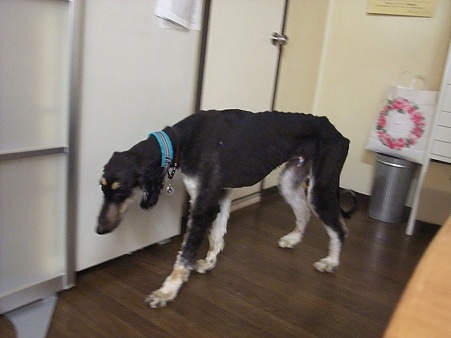 犬も怖くて