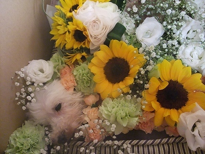 花で飾りました