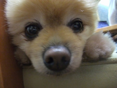 次男が撮ったキュートなかんちゃん♪