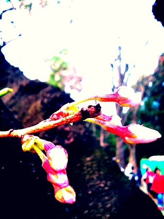 hanami01