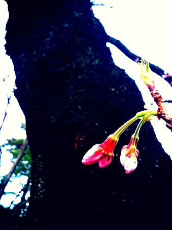 hanami02