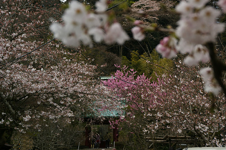 桜咲く参道2、光則寺!(100327)