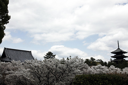 仁和寺 - 05