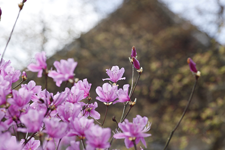 仁和寺 - 15