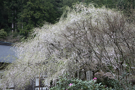 常照皇寺 - 03