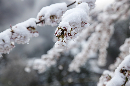 信濃比叡の桜 - 02