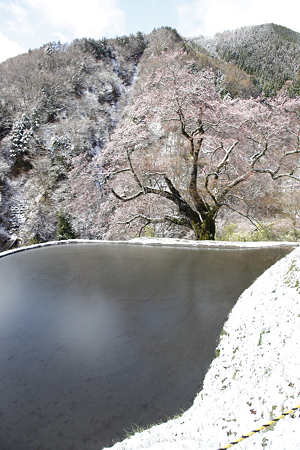 駒つなぎの桜 - 01