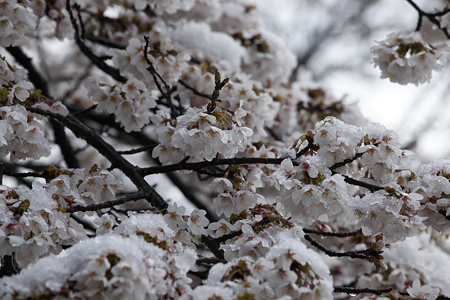 信濃比叡の桜 - 05