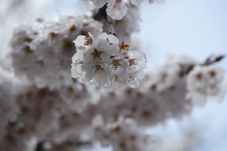 信濃比叡の桜 - 07