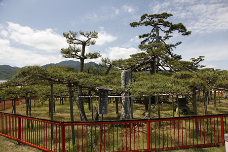 唐崎神社 - 04