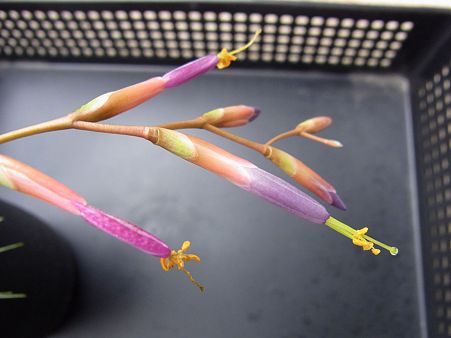 フックシィ花芽
