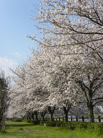 DSCN3991